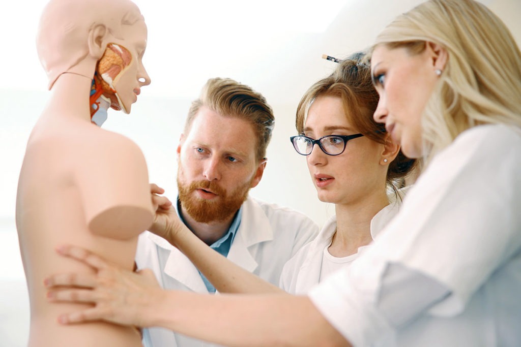 A group researching an anatomical model of a person