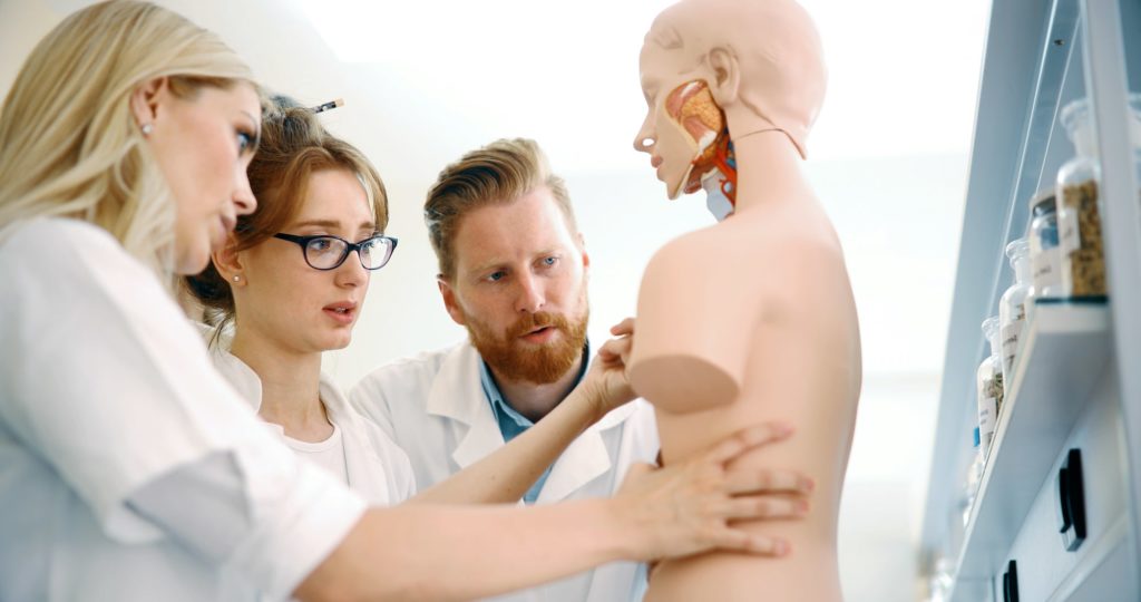 A group researching an anatomical model of a person